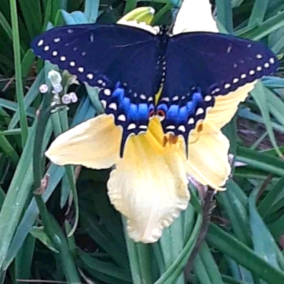 Meet your Posher, Donna - Picture 1 of 8